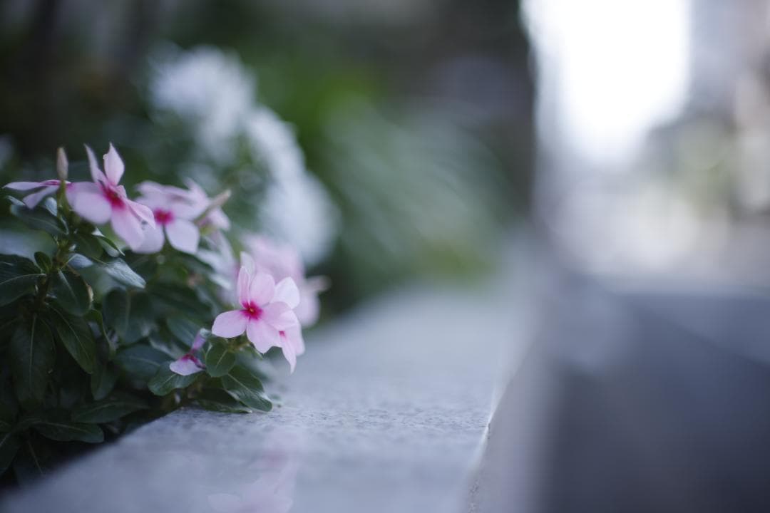 FD55mm F1.2 S.S.C. アスフェリカル