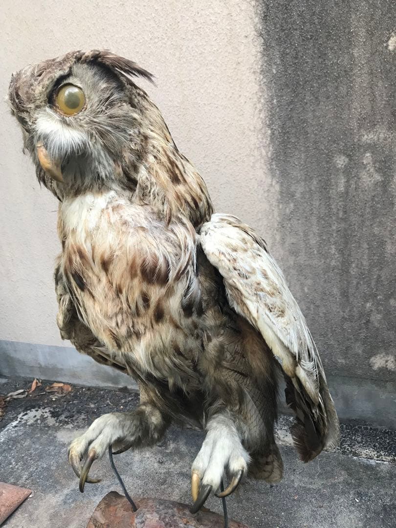 シベリアワシミミズク　剥製　頭部　ハンティングトロフィー　ミミズク　フクロウ