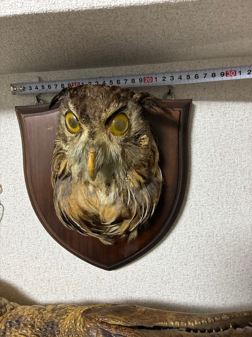 シベリアワシミミズク　剥製　頭部　ハンティングトロフィー　ミミズク　フクロウ