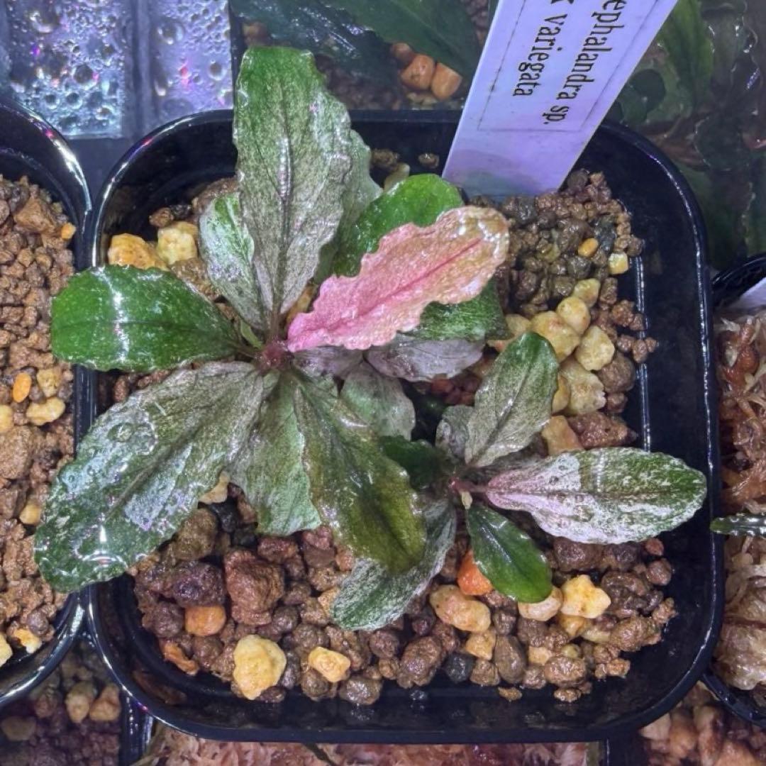 水草 Bucephalandra sp. pink variegata