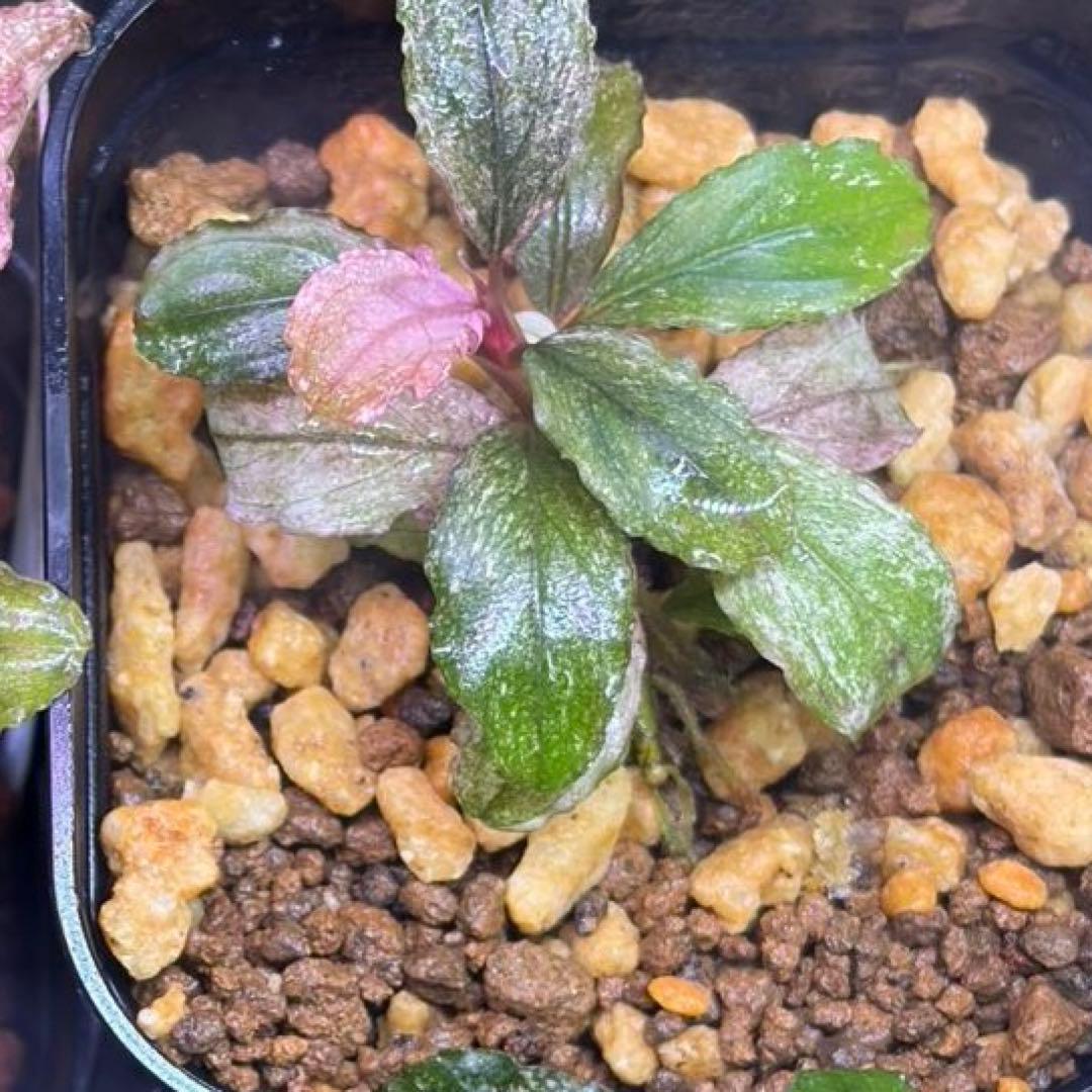 水草 Bucephalandra sp. pink variegata