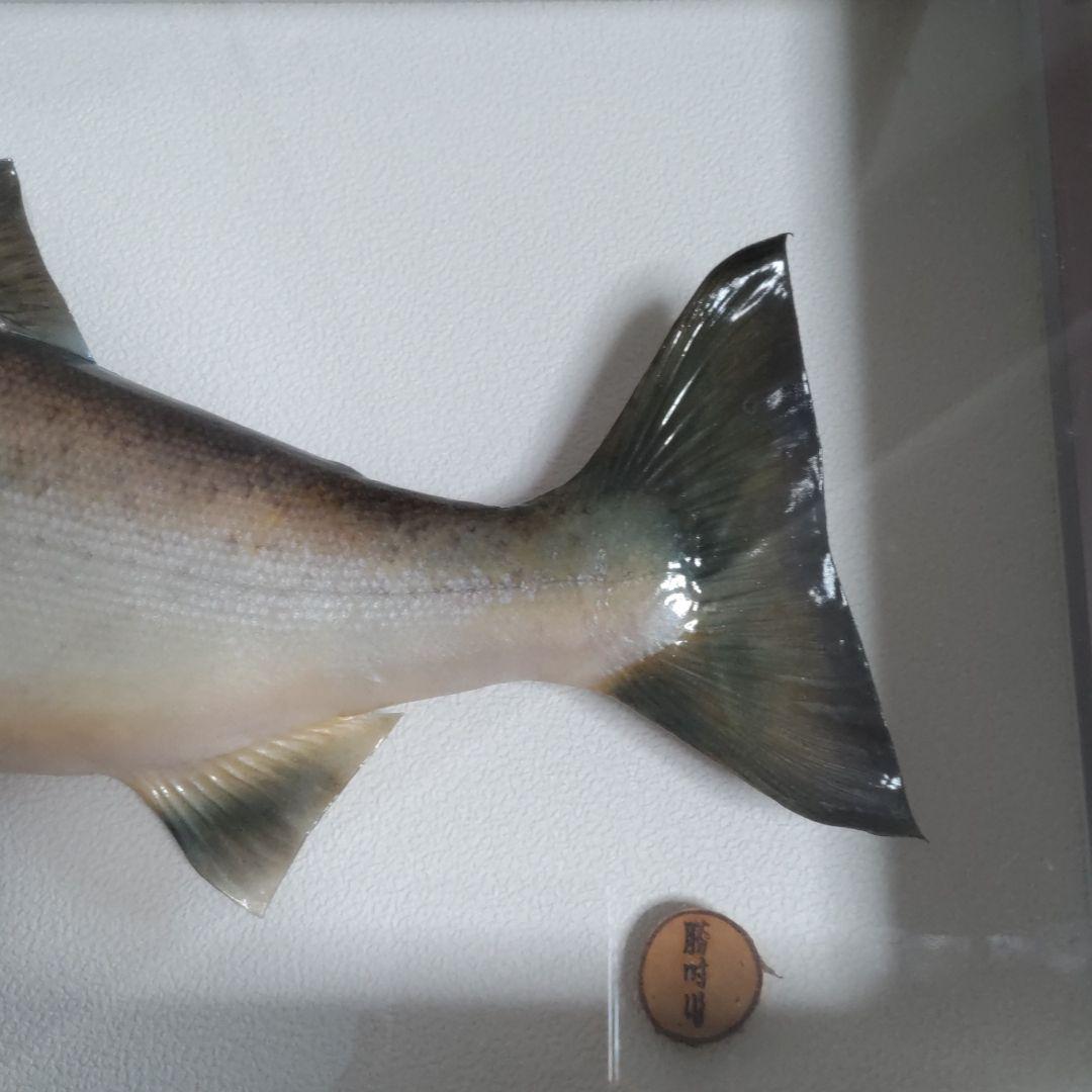 剥製　天然サクラマス　額入り