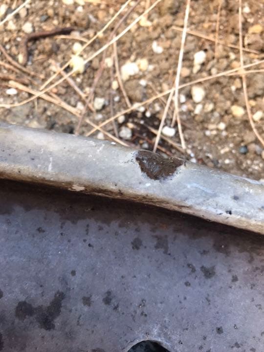 盆栽鉢　超希少時代手捻り楕円平盆栽鉢白地に黒胡麻柄落款