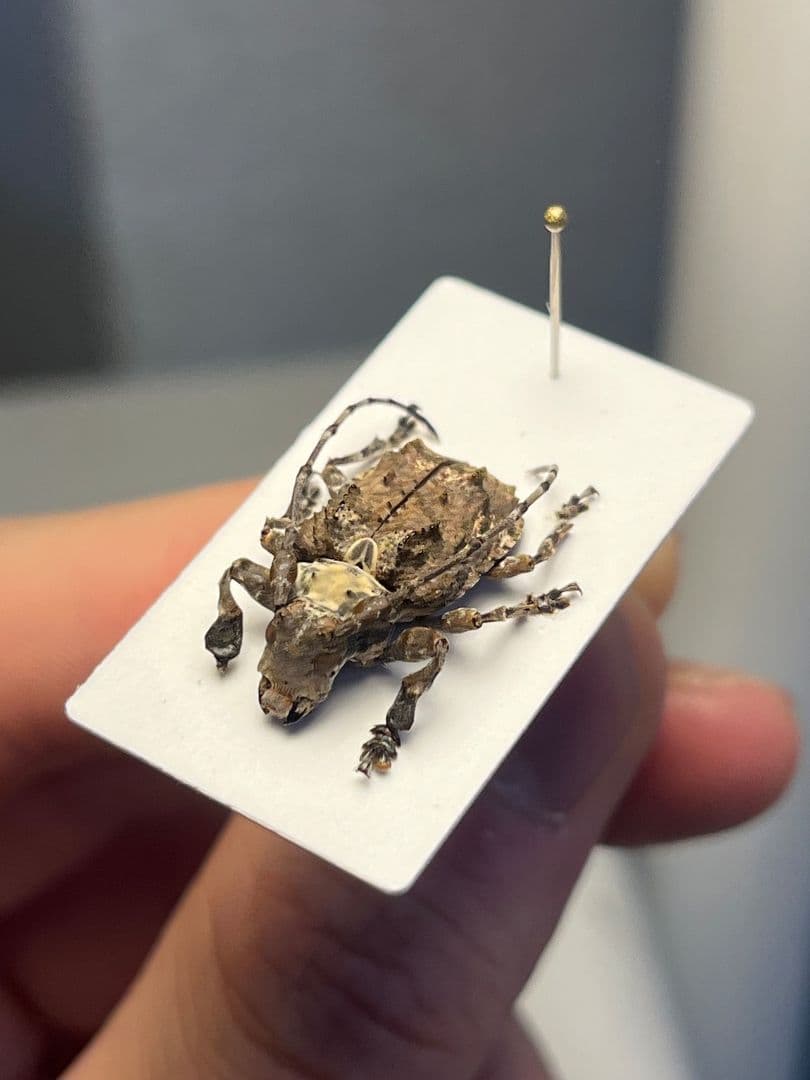 【毒刺甲虫】サソリカミキリ 昆虫標本 Onychocerus ウスバカミキリ