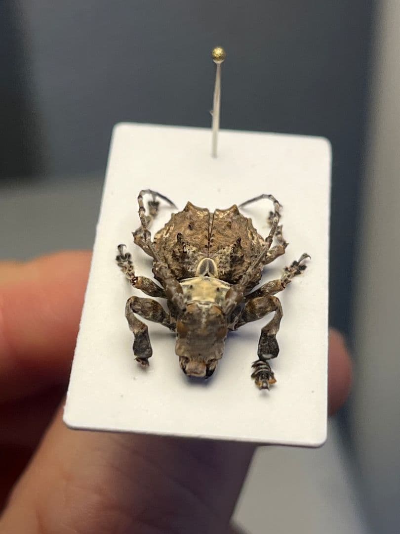 【毒刺甲虫】サソリカミキリ 昆虫標本 Onychocerus ウスバカミキリ