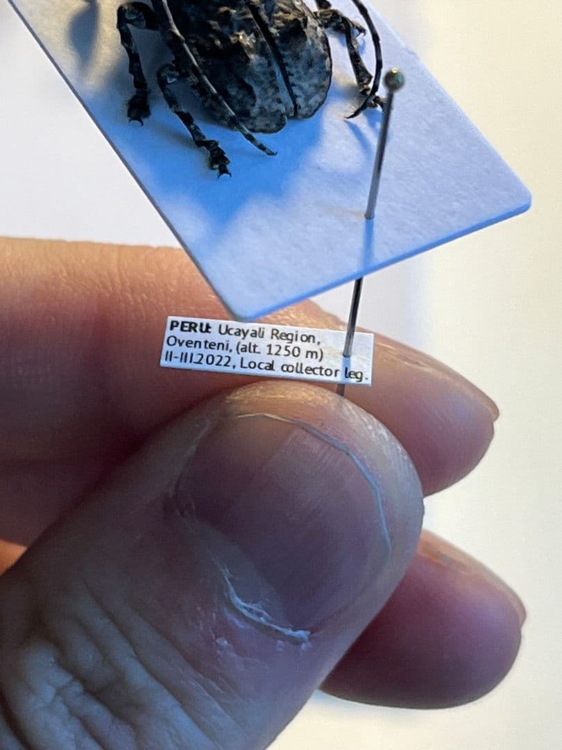 【毒刺甲虫】サソリカミキリ 昆虫標本 Onychocerus ウスバカミキリ