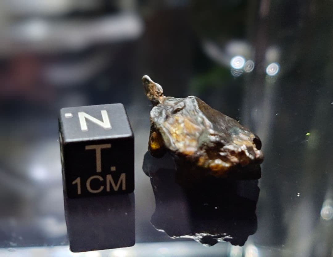 隕石 ゴールデン パラサイト⭐