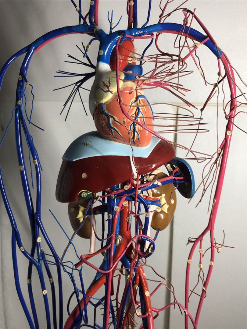 血液循環系模型 (透視式)♡