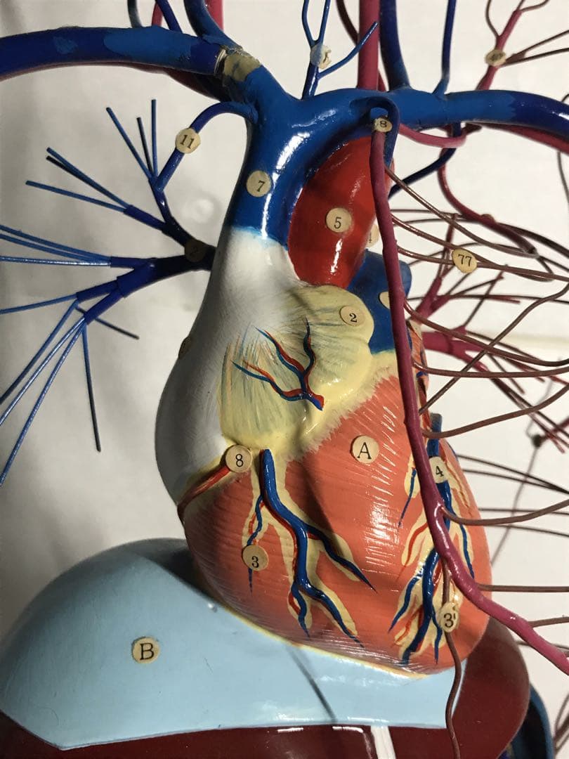 血液循環系模型 (透視式)♡