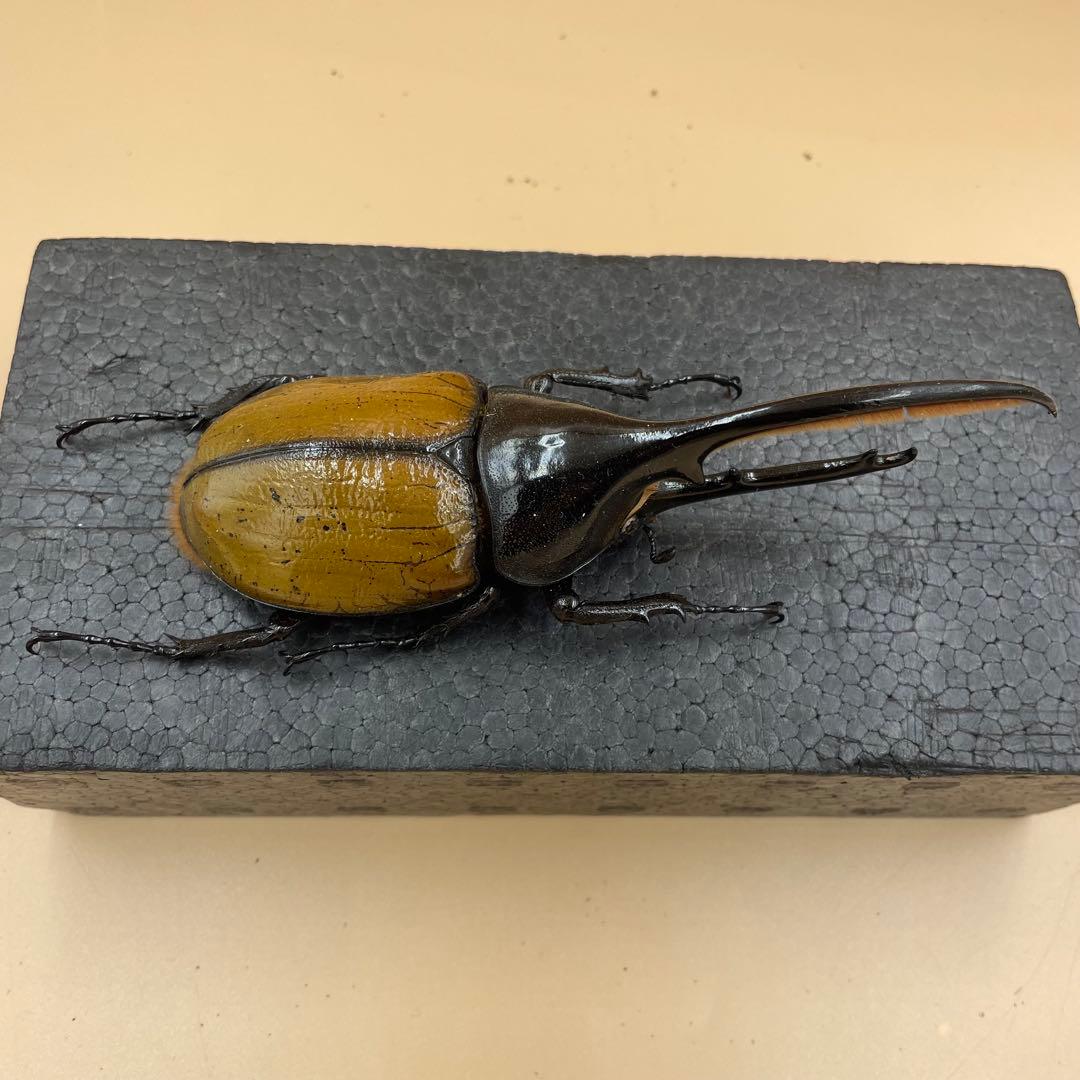 標本　激レア　Dy.ヘラクレス.エクアトリアヌス　綺麗な個体