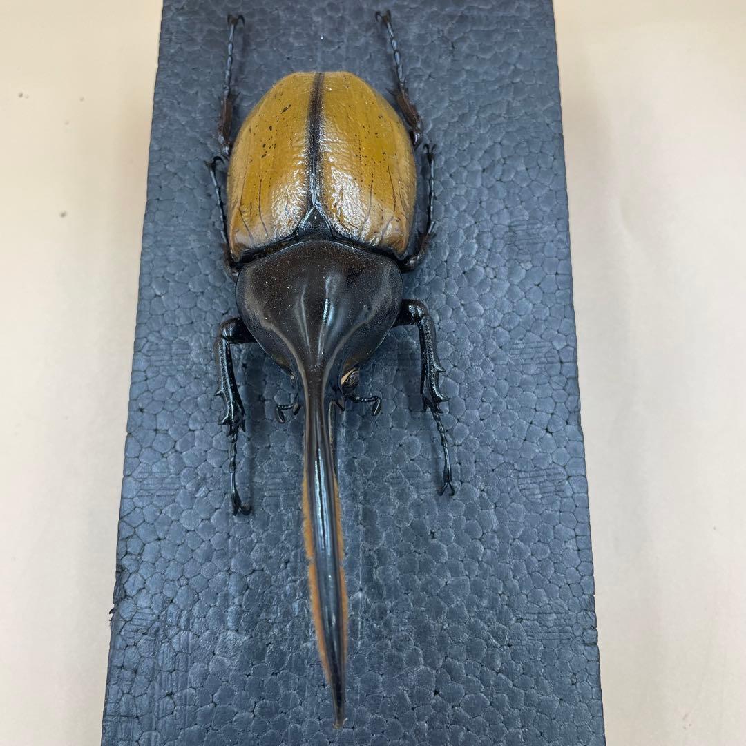 標本　激レア　Dy.ヘラクレス.エクアトリアヌス　綺麗な個体