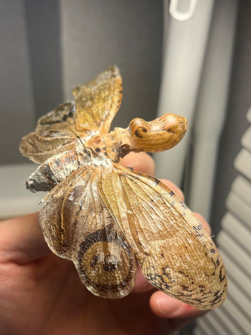 【65mm】オオテングビワハゴロモ 外国産蝶標本 標本 蝶 蛾 ヤママユ