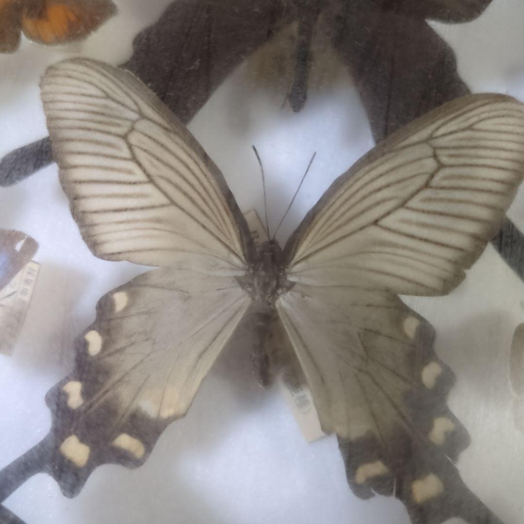 お値下げ！蝶標本