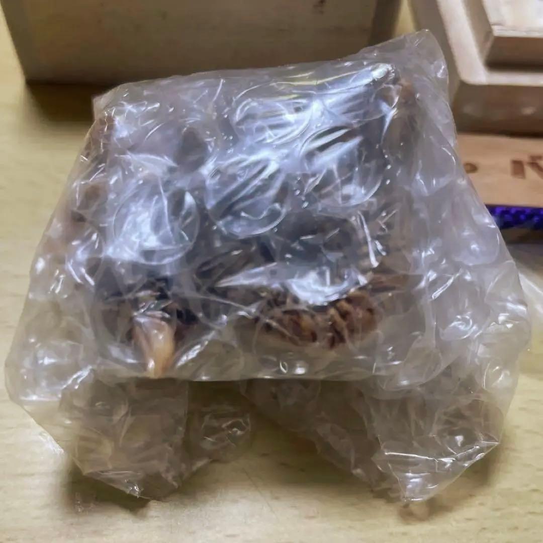 東宝怪獣根付「バラゴン」