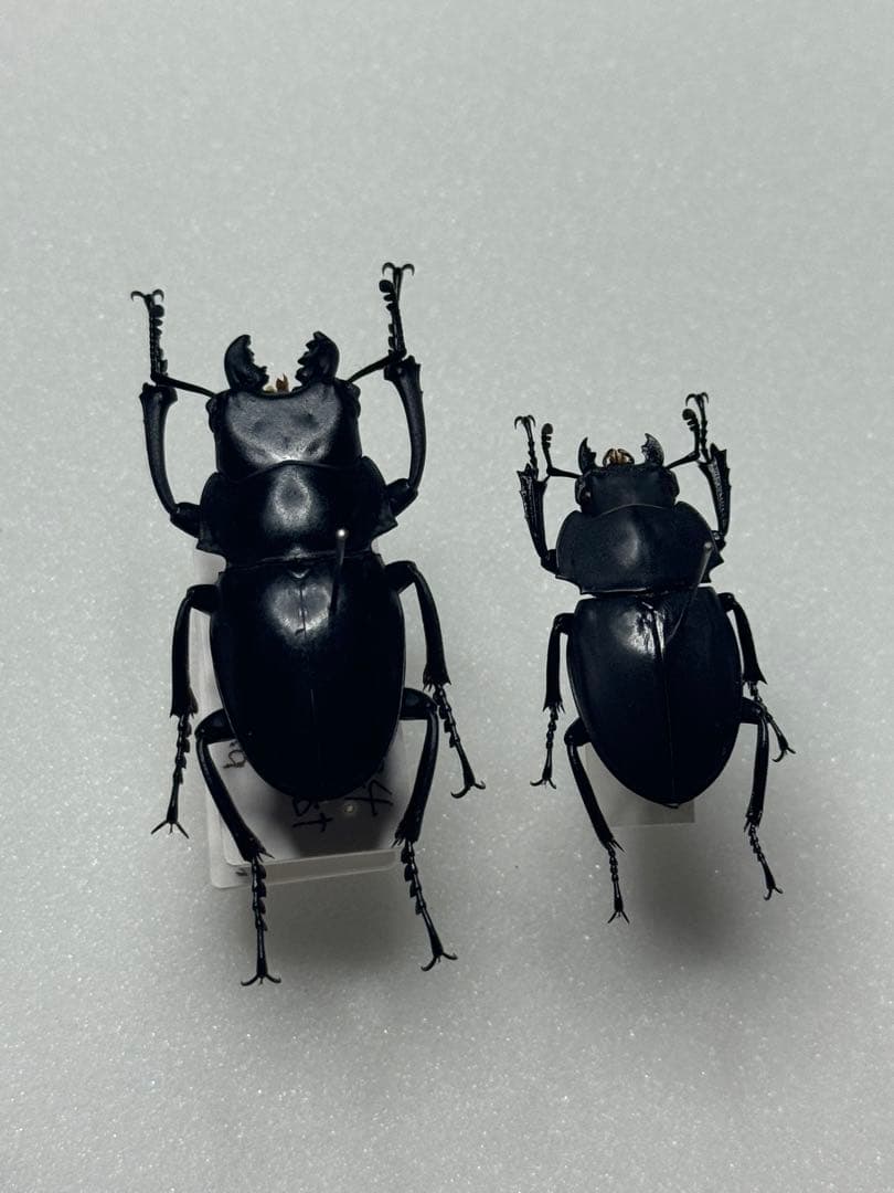 【野外標本】ニグリータツヤクワガタ ペア Odontolabis nigrita