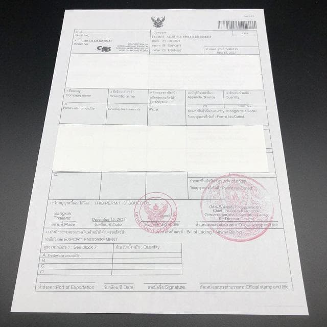 フォロー割適用　本物クロコ・腹革　シャム　クロコダイル商品2点セット