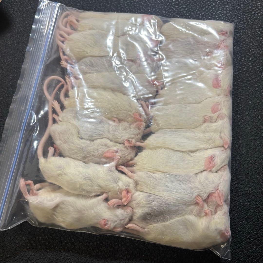 もんち　冷凍マウスセット 送料無料