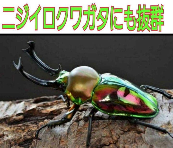 極上！黒アワビタケ菌糸瓶【7本】初令、2令に最適なサイズ！ニジイロクワガタに！