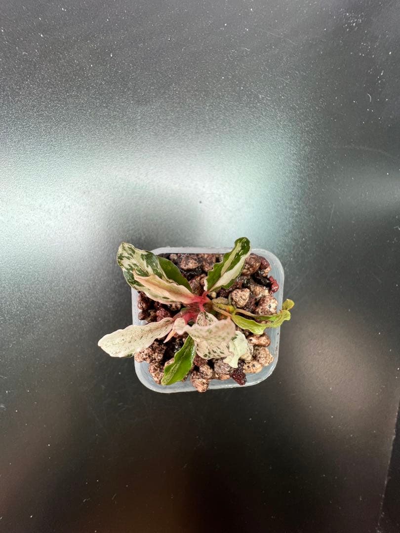 水草 Bucephalandra sp. Variegata