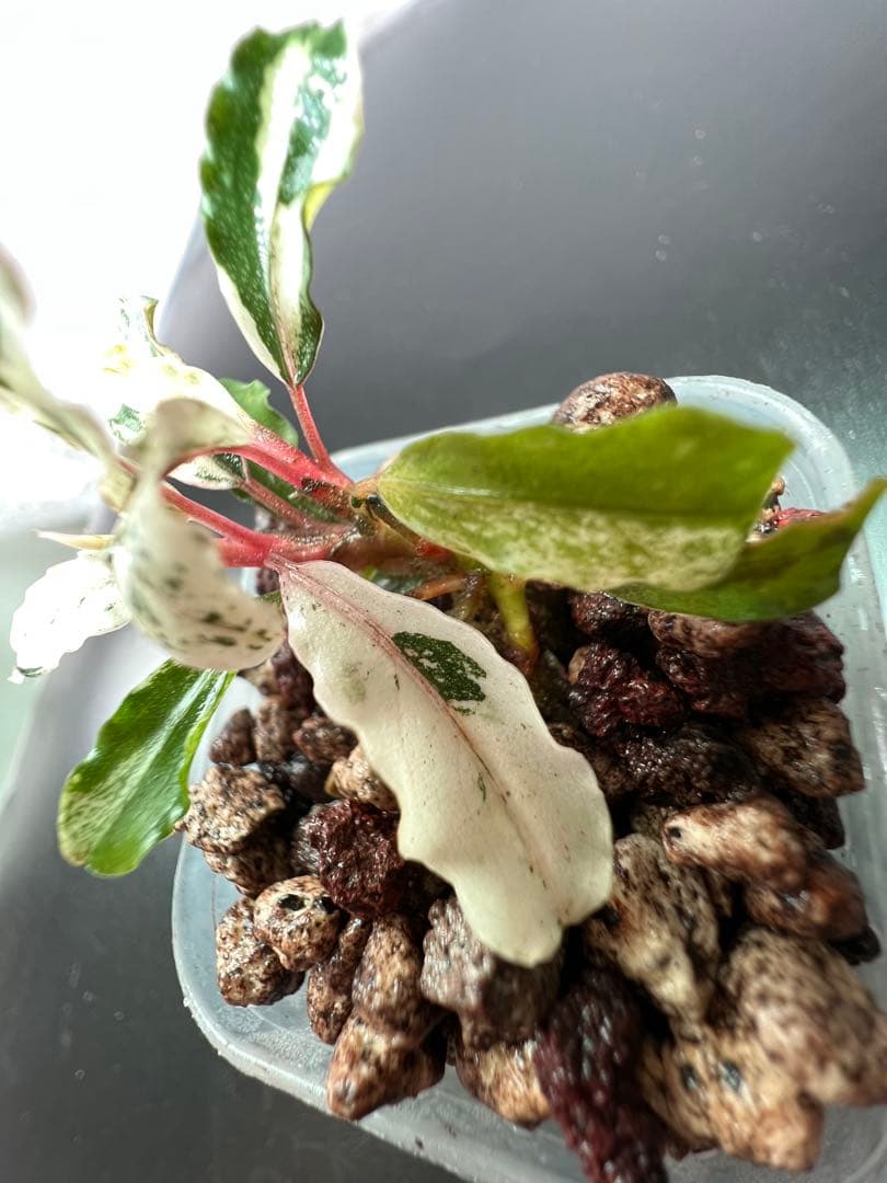 水草 Bucephalandra sp. Variegata