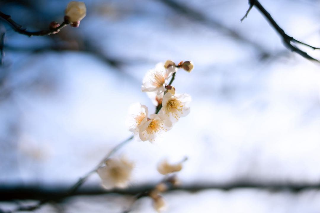 【美品】NOKTON 40mm F1.2 Eマウント