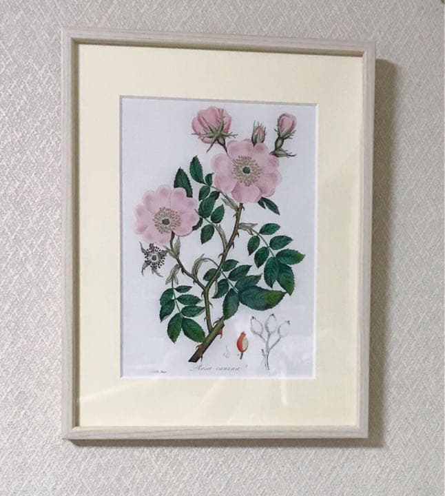 ★イギリス　ボタニカルアート　⑤