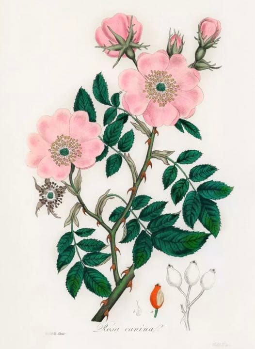 ★イギリス　ボタニカルアート　⑤