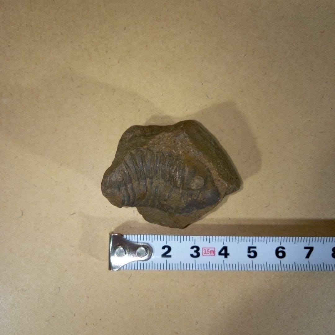 三葉虫　化石　三葉虫化石　究極のレトロ　fossil　ボリビア産　化石管理番号③