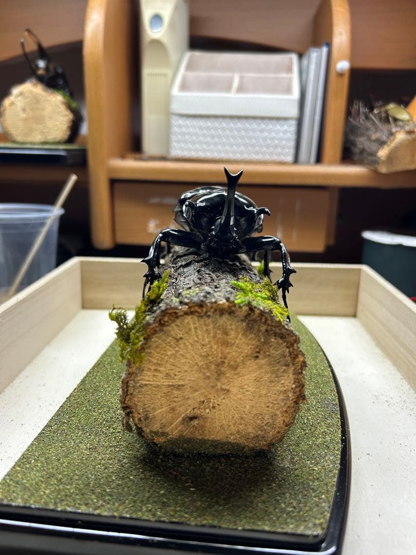 ま*り様 昆虫標本　LIVE標本　マルスゾウカブト 117.6mm