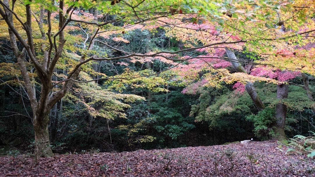 富士フィルム•単焦点レンズ【XF 16mm F2.8 R WR •純正フード付