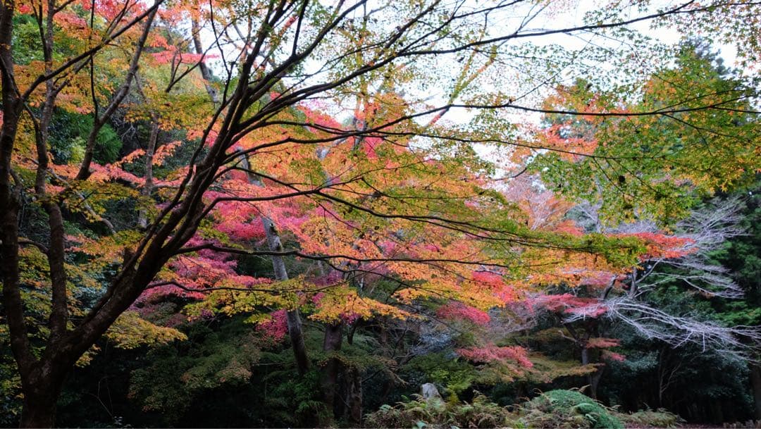 富士フィルム•単焦点レンズ【XF 16mm F2.8 R WR •純正フード付