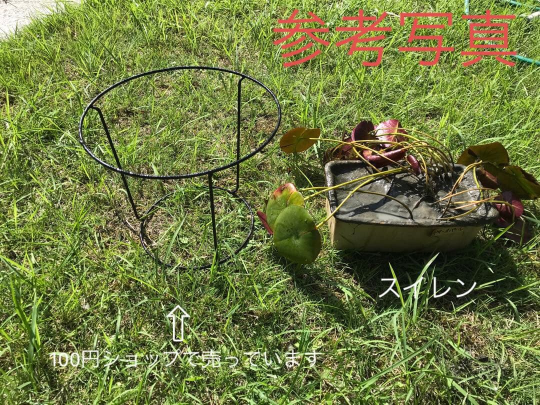 睡蓮鉢　金魚鉢　メダカ鉢　縦長中サイズ①