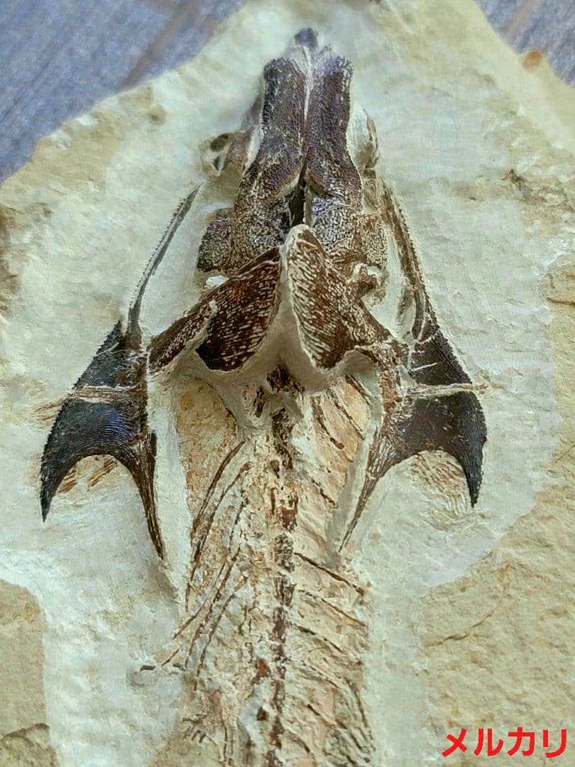 3D！魚類化石【Coccodus insignis】(crusher fish)