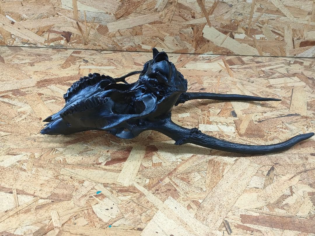 エゾ鹿(ニホンジカ)の頭蓋骨　呪物？