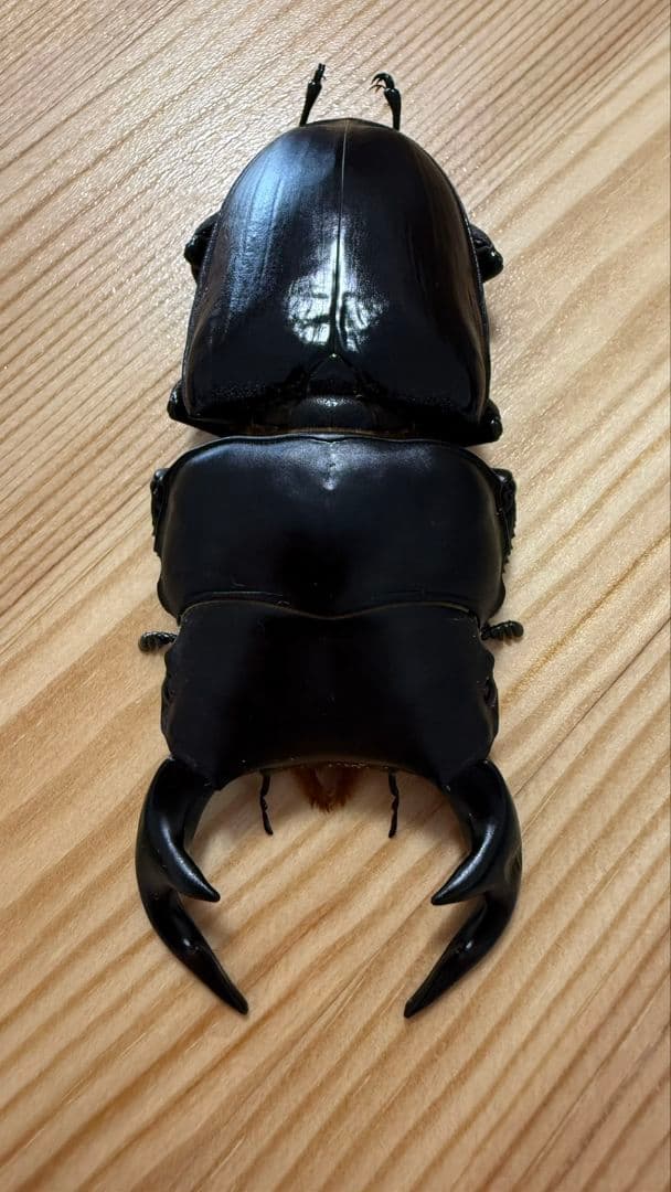 グランディスオオクワガタ　８８．２mmペア