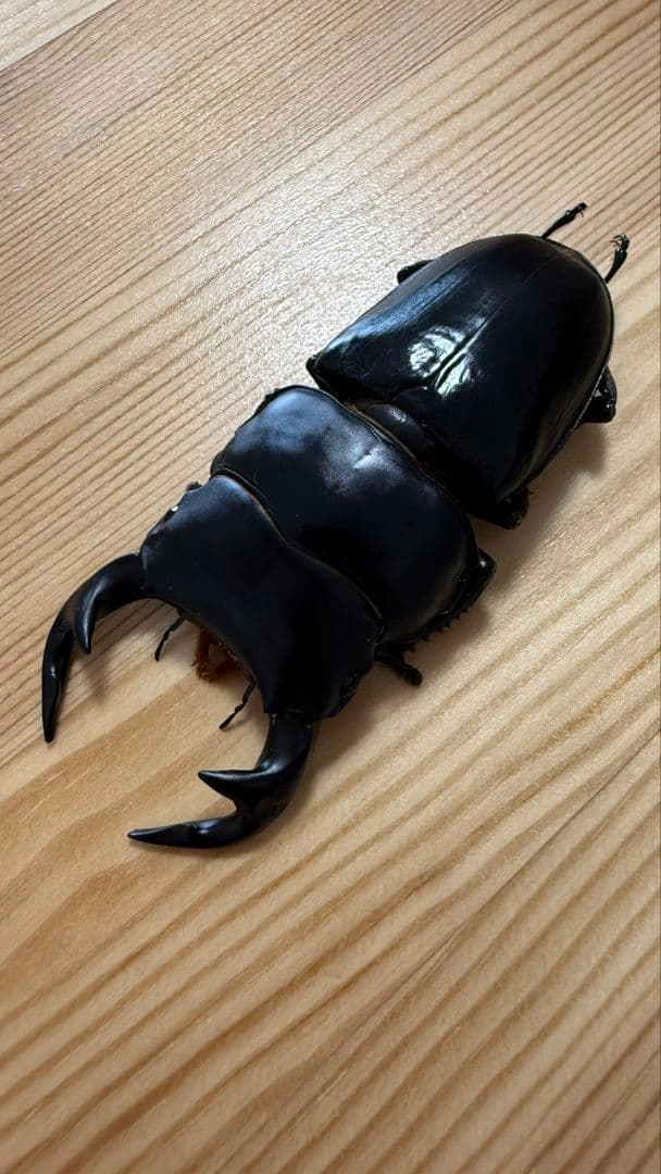 グランディスオオクワガタ　８８．２mmペア