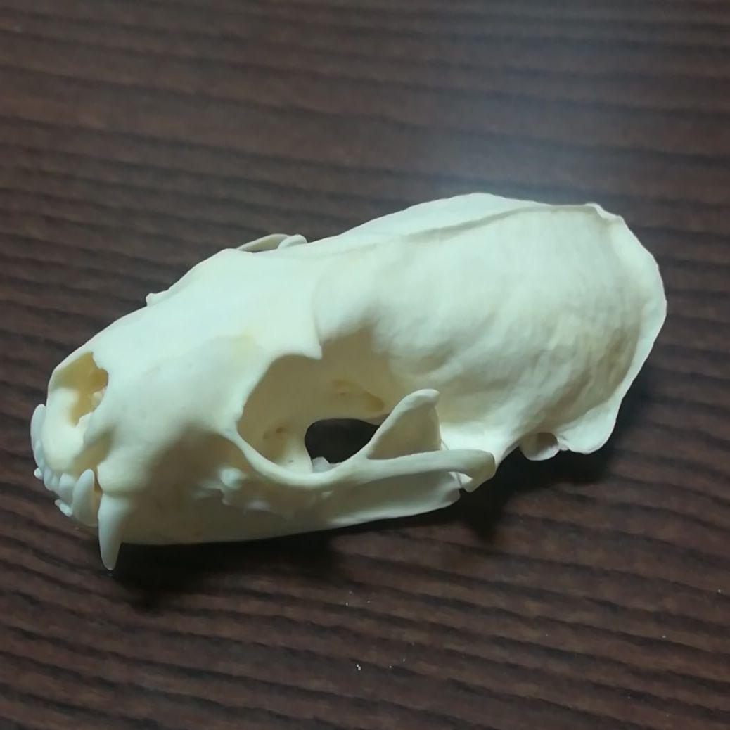 ミンク 標本 頭骨