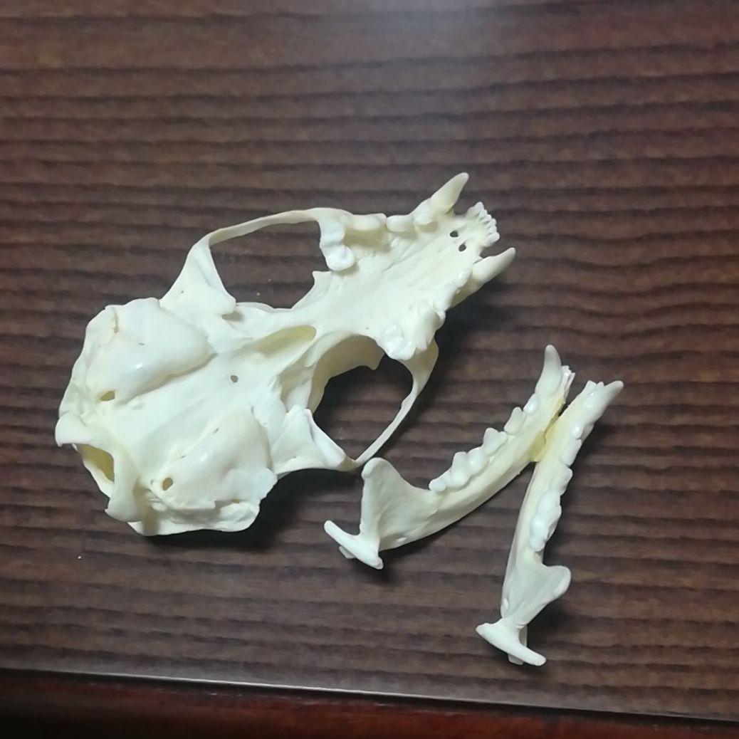 ミンク 標本 頭骨