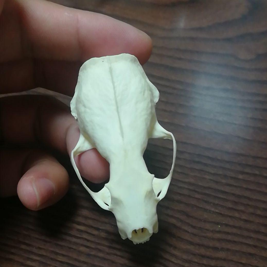 ミンク 標本 頭骨