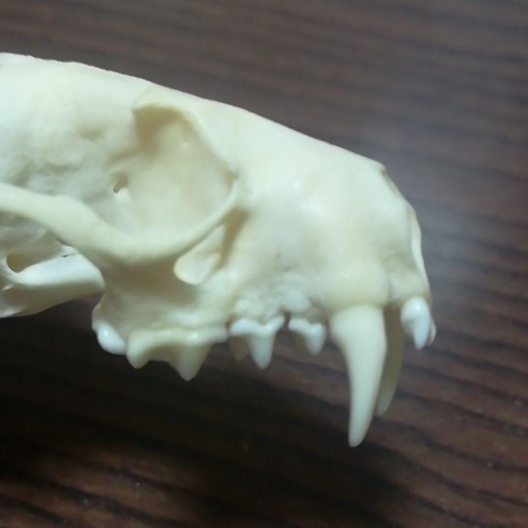 ミンク 標本 頭骨