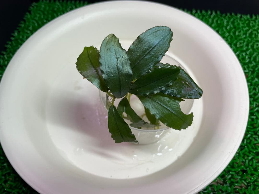 専用【正規タグ付きAZ便アリダルム2種　ブセファランドラ、計3種】