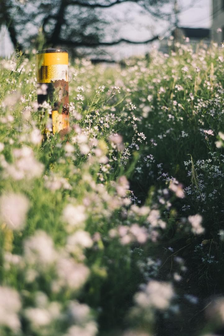 天使の梯子！Tele-Elmarit 90mm F2.8 1st Silver