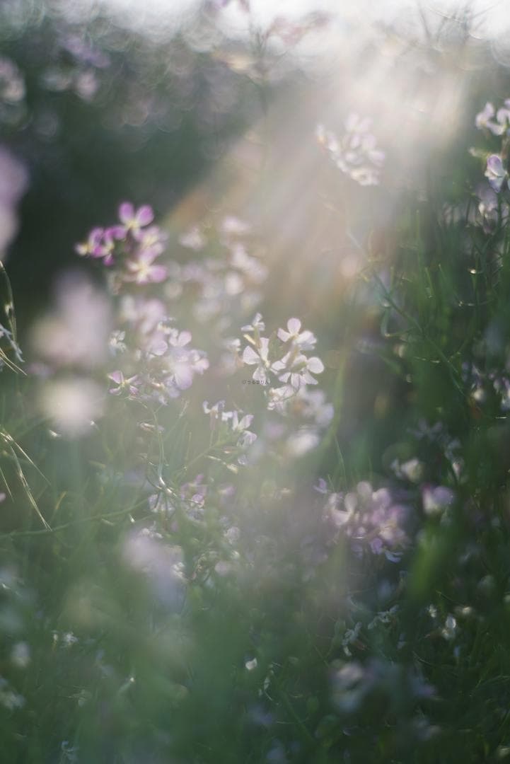 天使の梯子！Tele-Elmarit 90mm F2.8 1st Silver