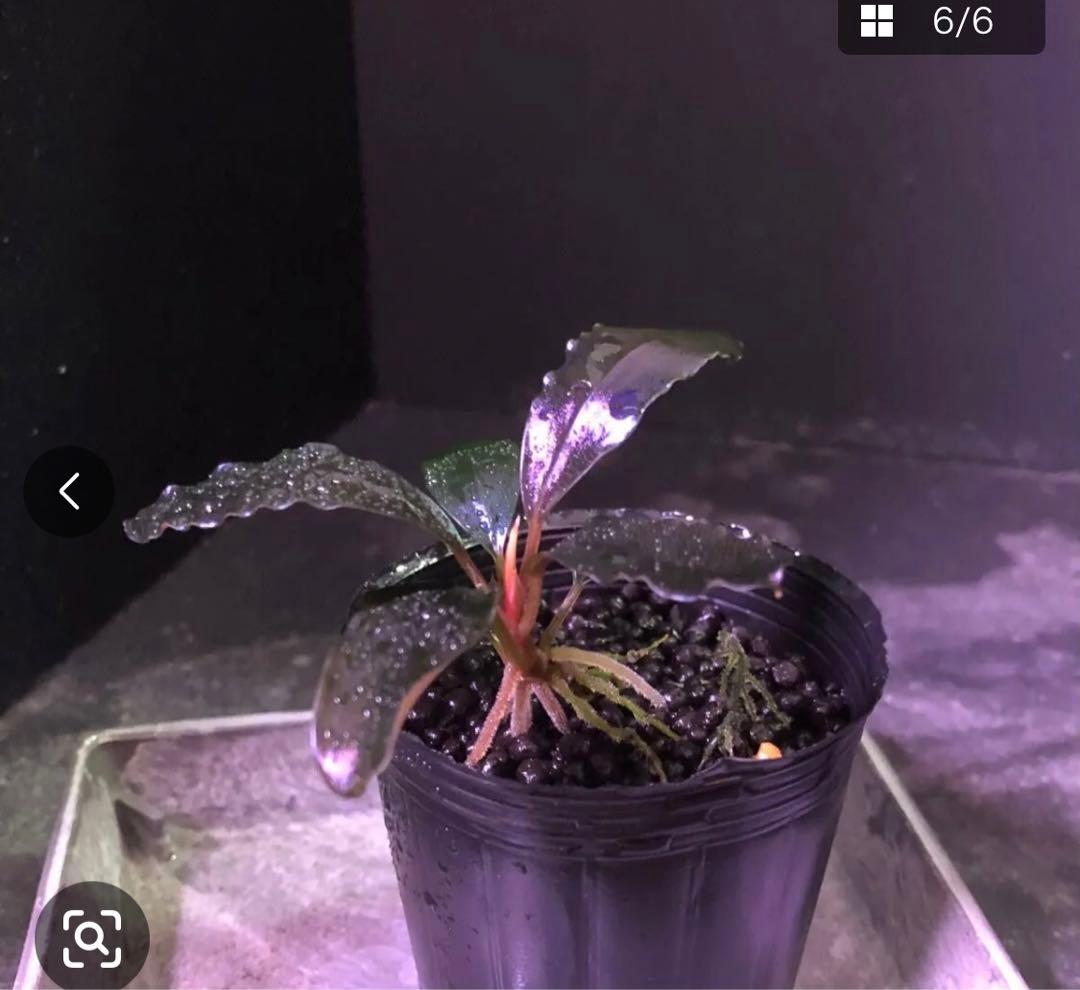 陰性水草の王様的存在Pink Variegata +ティアブルー