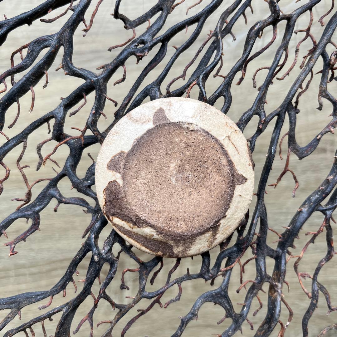 骨董　古陶　絵瀬戸　古瀬戸　希少　ブチ猫　眠り猫 図案　豆皿　手塩皿　小皿５客