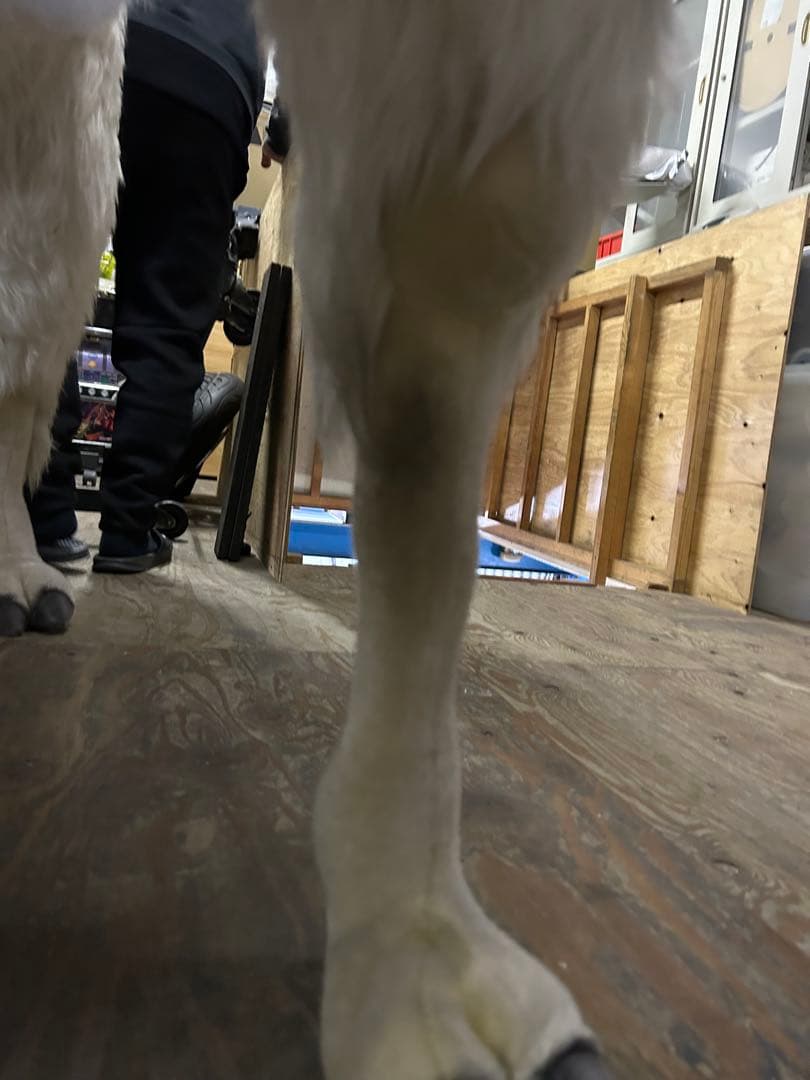 ハンサ アルパカ