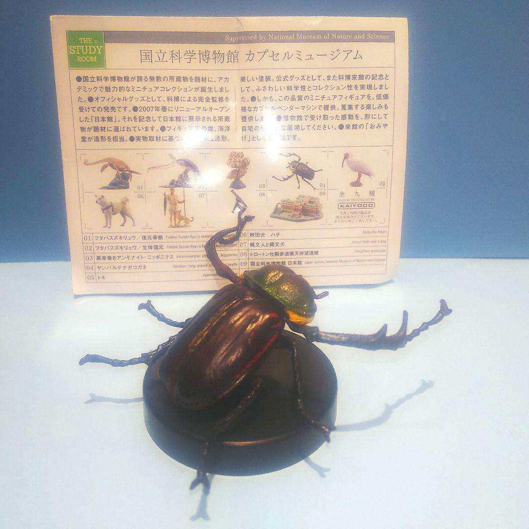 ヤンバルテナガコガネ 国立科学博物館