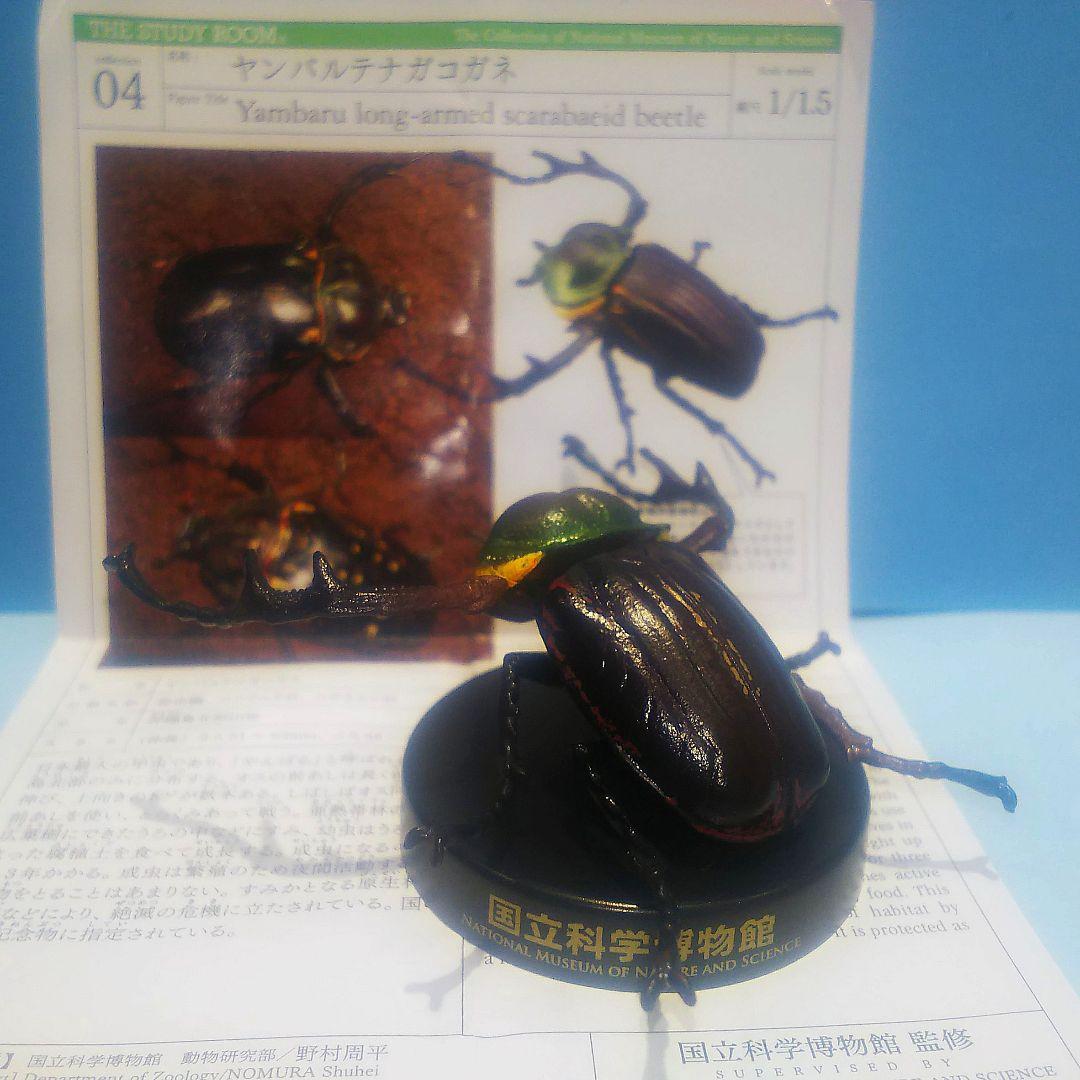 ヤンバルテナガコガネ 国立科学博物館