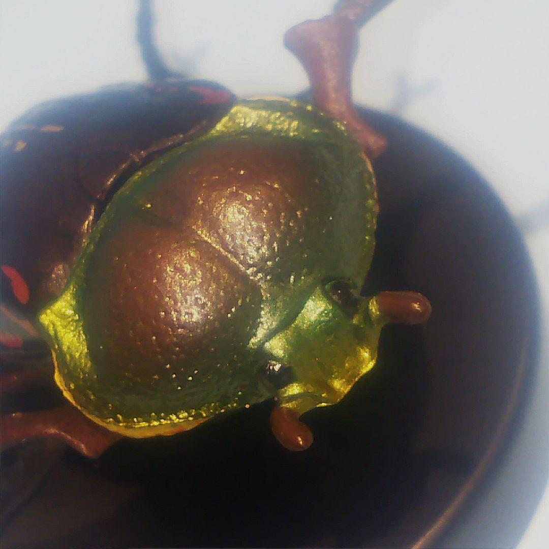 ヤンバルテナガコガネ 国立科学博物館