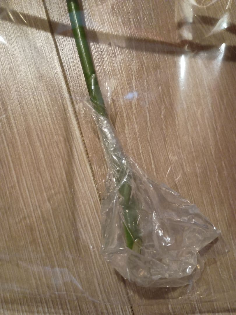 DOMOTO イベント　薔薇　バラ　愛のかたまり　整理券　SHOCKステッカー付